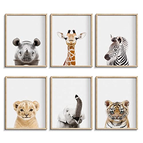 Nursery Baby Room Wall Art Decor Jungle Nursery Baby Animal of Rhino Giraffe Zebra Decorations Nursery Safari Cute Animal Decor for Baby Bedroom 8x10 UNFRAMED 0 belly baby and beyond