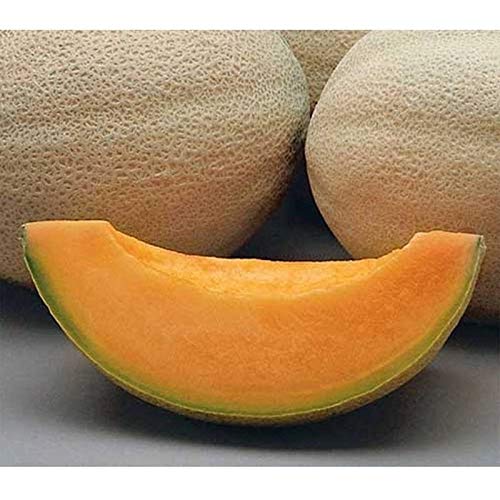 Athena F1 Cantaloupe Seeds 30 Seed Package 0 belly baby and beyond