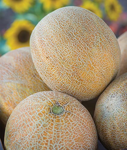 Burpee Ambrosia Cantaloupe Melon Seeds 30 seeds 0 belly baby and beyond