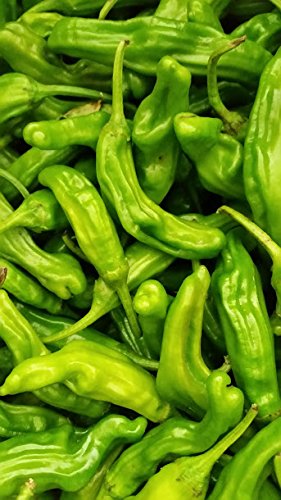 Fresh Shishito Chili Peppers 2 lbs 0 belly baby and beyond