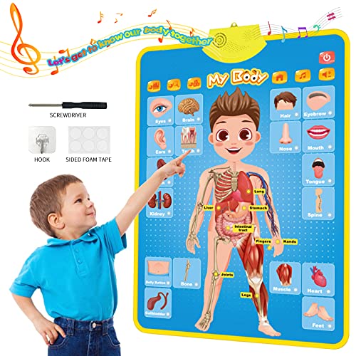 My Body Interactive Educational Poster for Toddlers and Kids to Learn Body Parts Organs Muscles and Bones 16 x 22 0 belly baby and beyond