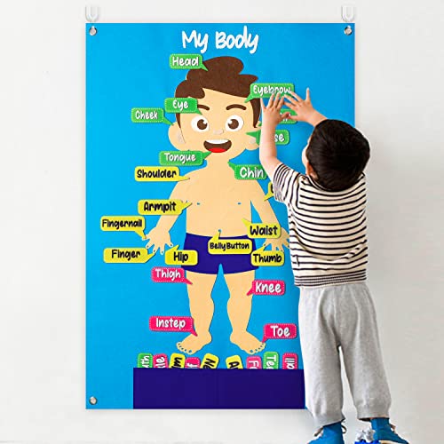 WATINC 35Pcs Body Parts Learning Felt Story Board Set Preschool Human Organ Educational Teaching Storytelling Early Learning Interactive Play Kit Wall Hanging Gift for Toddlers Kids 41 x 30 Inch 0 belly baby and beyond