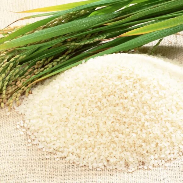 100 Grown in Japan Niigata Prefecture Premium Koshihikari Sushi Rice Milled White Short Grain 11 Pound 5 KG 0 0 belly baby and beyond