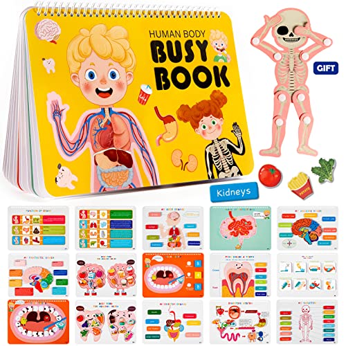 Freebear Montessori Busy Book for Kids Human Body Anatomy Book for Toddlers Preshool Kindergarten Learning Activities Autism Sensory Toys Travel Toys Gifts for Girls and Boys 4 5 6 7 8 Years 0 belly baby and beyond